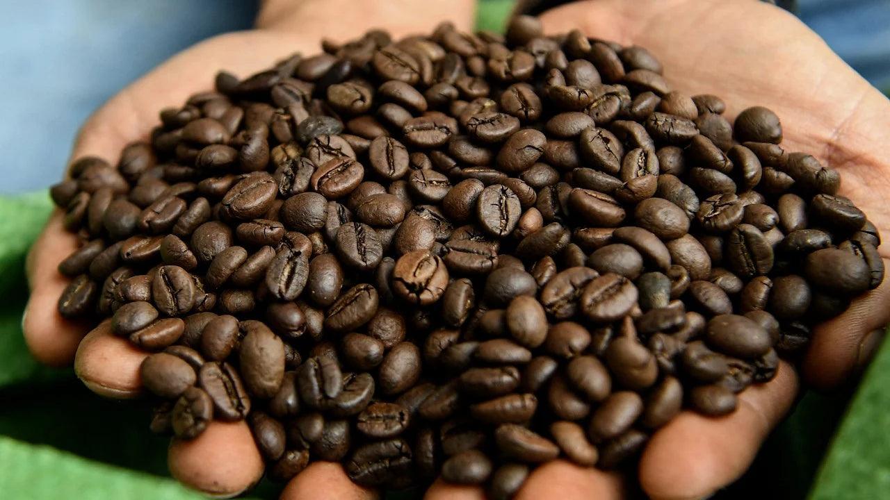 Robusta Coffee